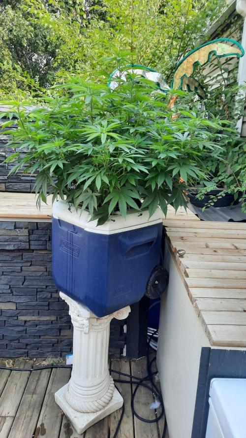 Crunch(World Breeders). Week 9