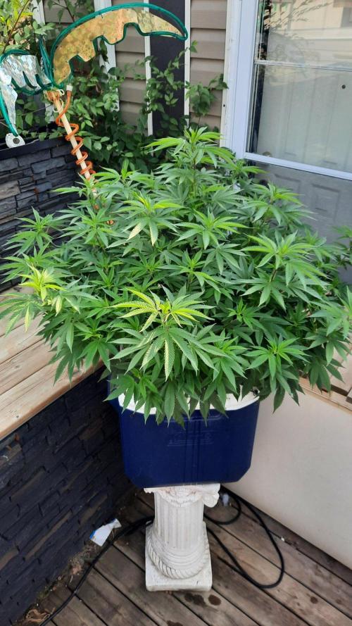 Crunch(World Breeders). Week 9