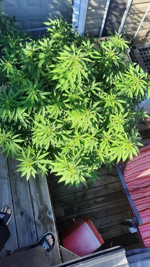 Crunch(World Breeders). Week 10