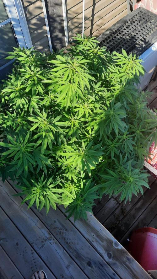 Crunch(World Breeders). Week 10