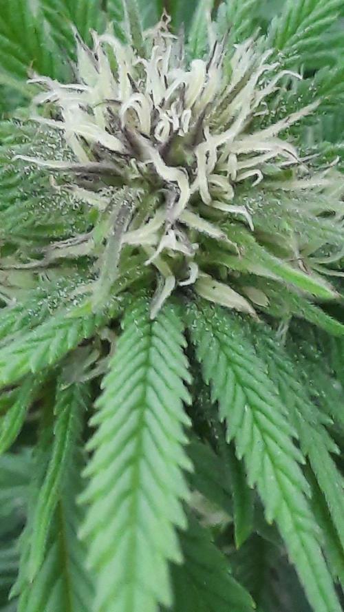 Crunch(World Breeders). Week 11