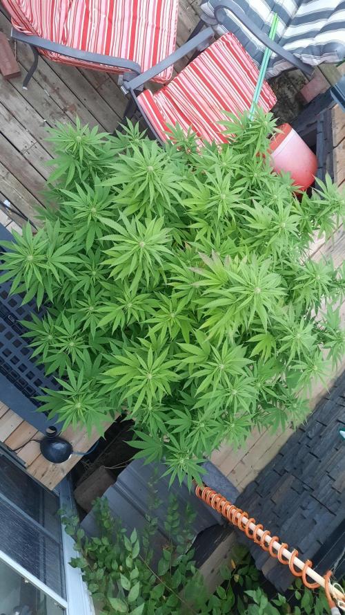 Crunch(World Breeders). Week 11
