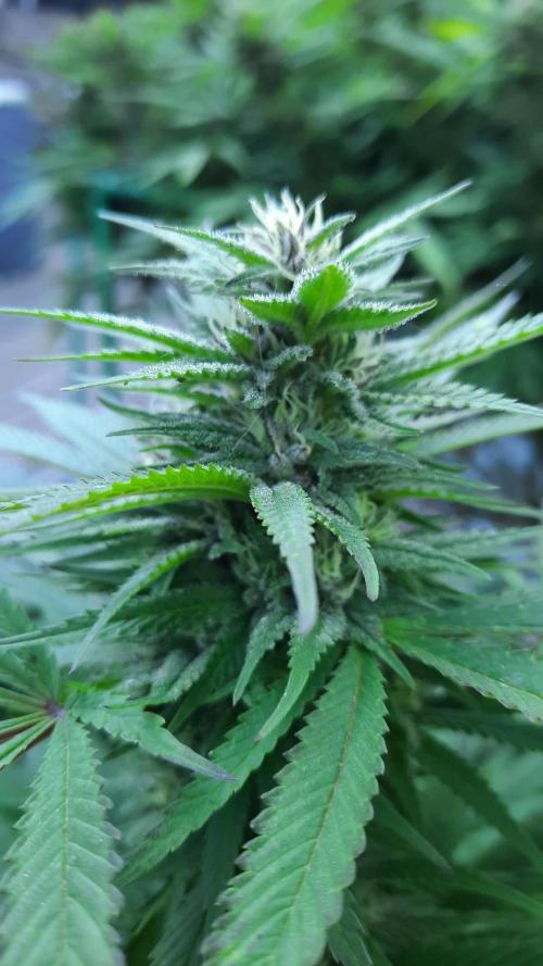 Crunch(World Breeders). Week 12