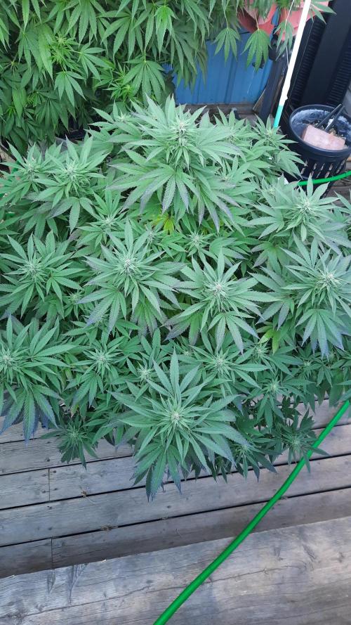 Crunch(World Breeders). Week 12