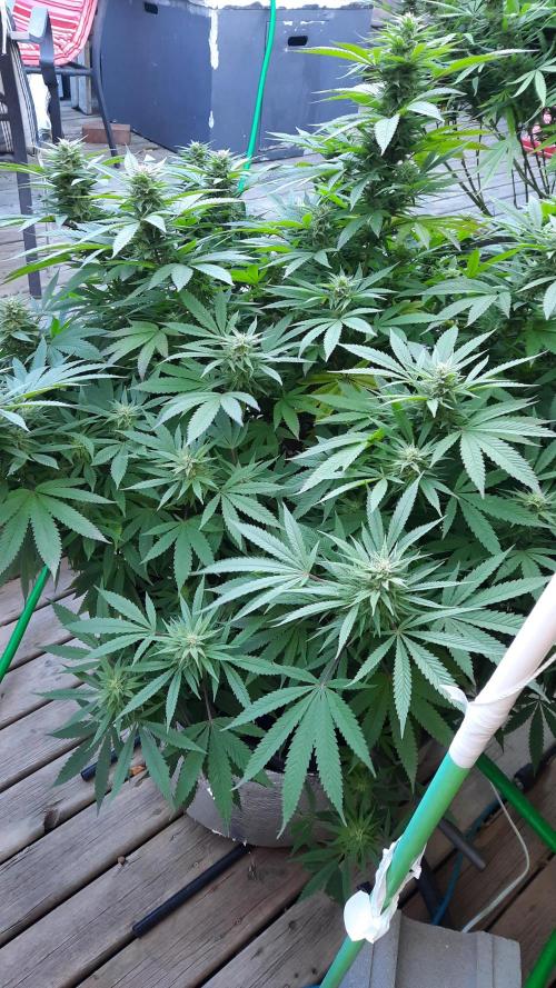 Crunch(World Breeders). Week 12