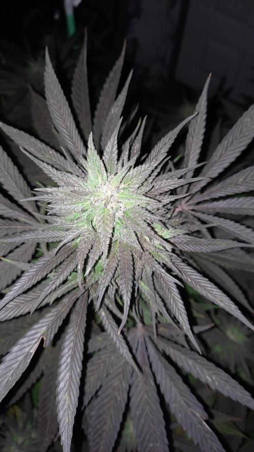 Crunch(World Breeders). Week 13