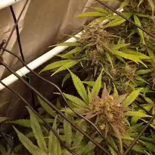 Paddys 1st Grow