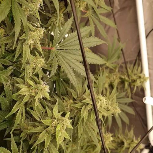 Paddys 1st Grow