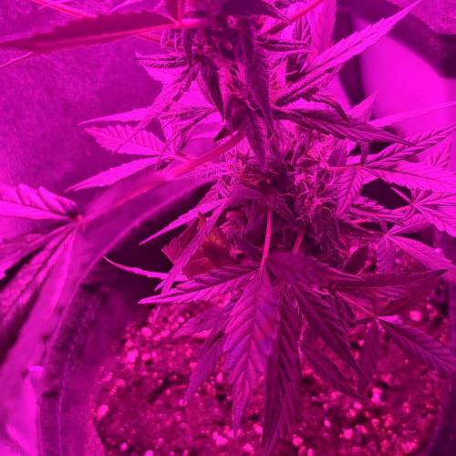 Royal Creamatic - Grow #2 . Week 11