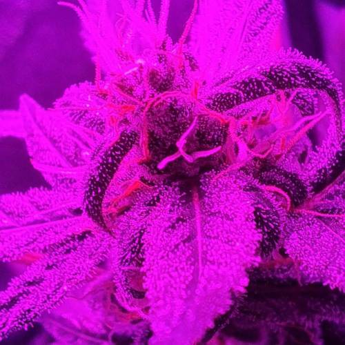 Royal Creamatic - Grow #2 . Week 11