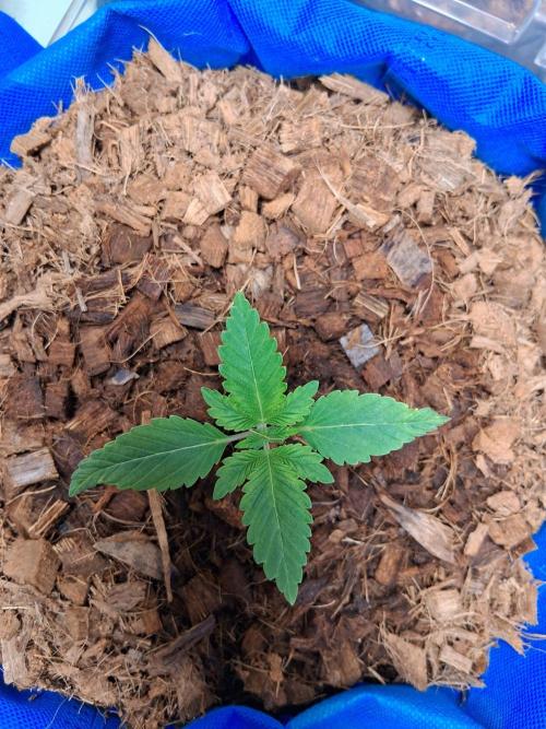 Chocolate Haze. Week 0