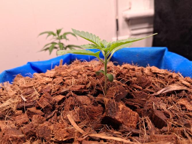 Chocolate Haze. Week 0