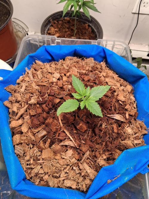 Chocolate Haze. Week 0