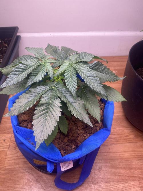 Chocolate Haze. Week 3