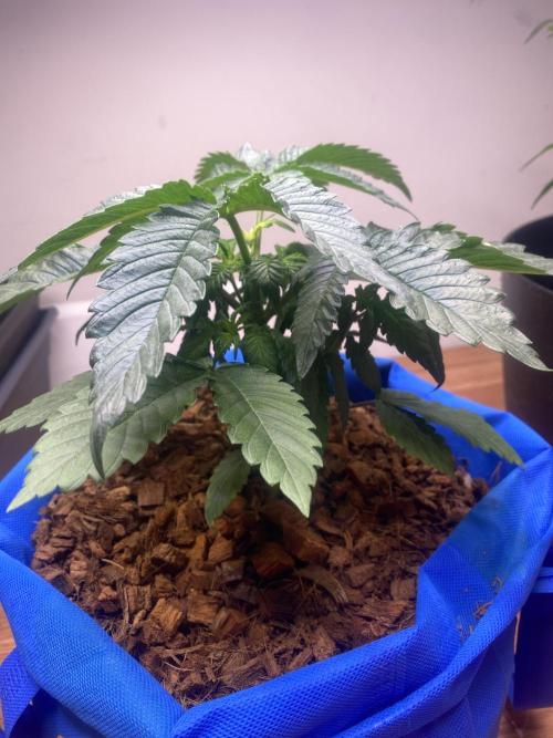 Chocolate Haze. Week 3