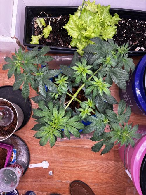 Chocolate Haze. Week 6