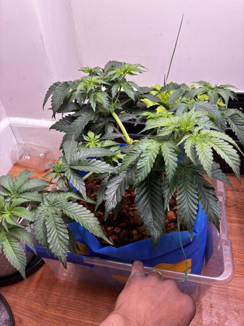 Chocolate Haze. Week 6