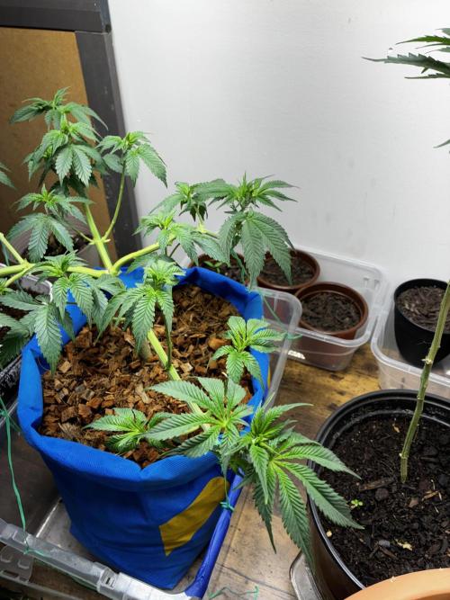 Chocolate Haze. Week 7