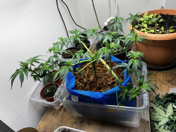 Chocolate Haze. Week 7