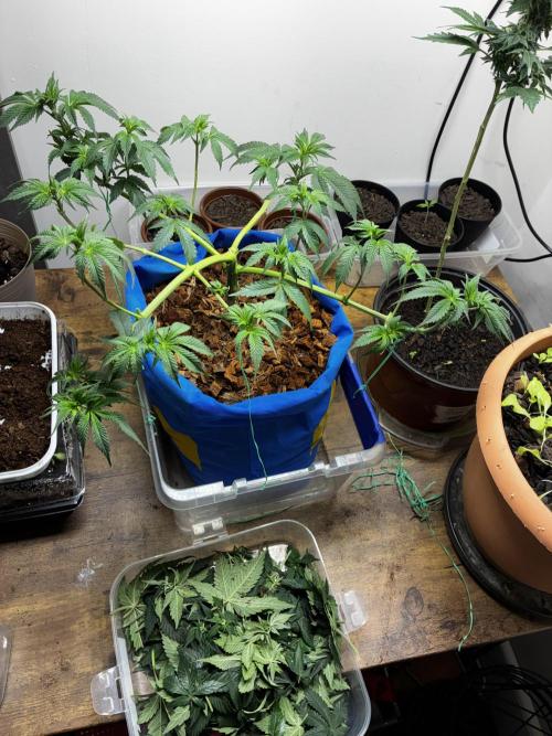 Chocolate Haze. Week 7