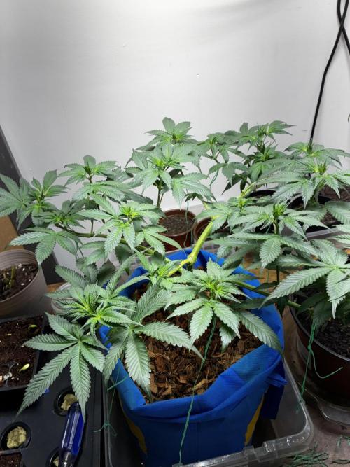 Chocolate Haze. Week 8
