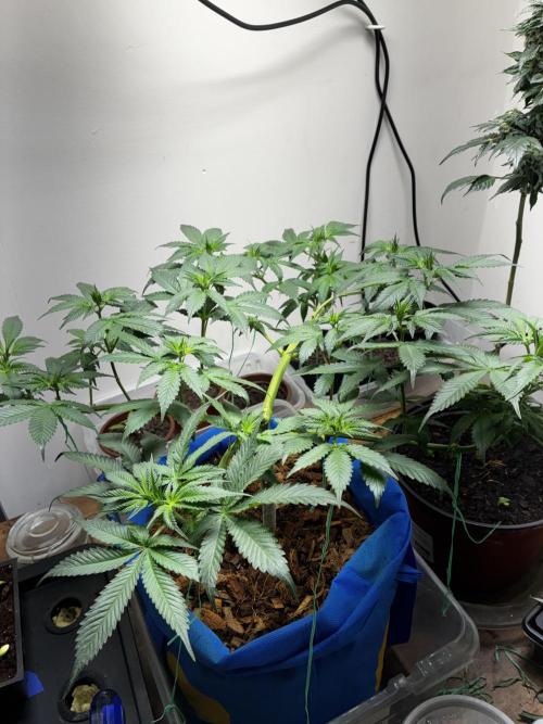 Chocolate Haze. Week 8