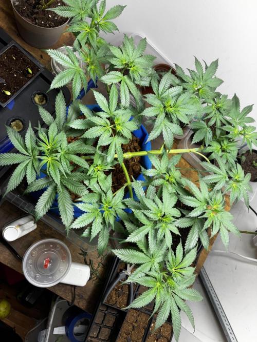 Chocolate Haze. Week 8