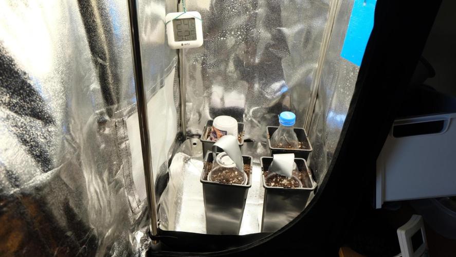 The Hippopotamus's Garden 1. Week 0