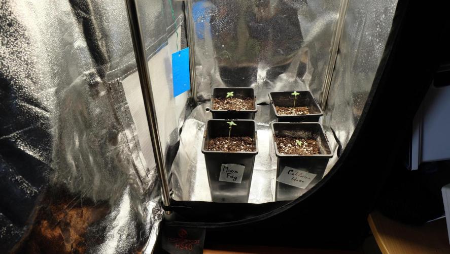 The Hippopotamus's Garden 1. Week 0