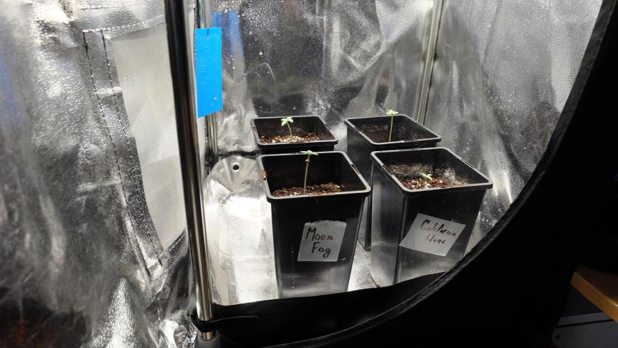 The Hippopotamus's Garden 1. Week 0