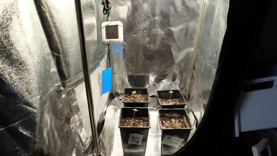 The Hippopotamus's Garden 1. Week 0