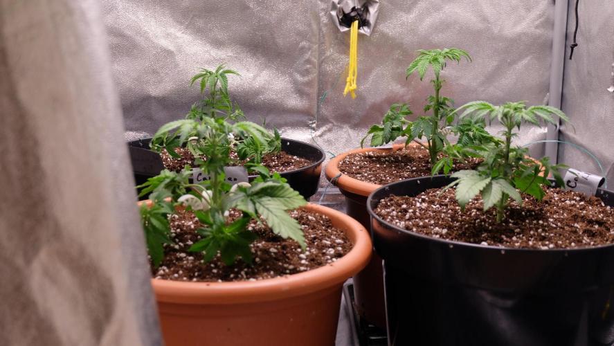 The Hippopotamus's Garden 1. Week 3