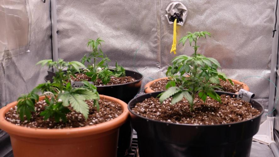 The Hippopotamus's Garden 1. Week 3