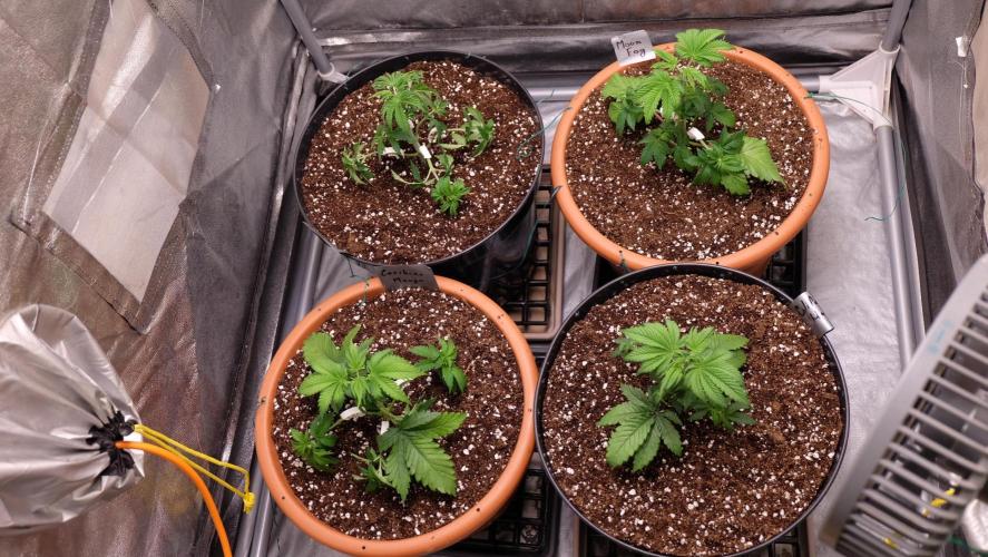 The Hippopotamus's Garden 1. Week 3