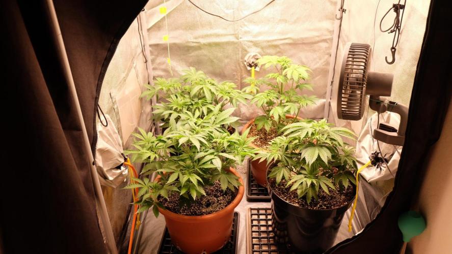 The Hippopotamus's Garden 1. Week 5