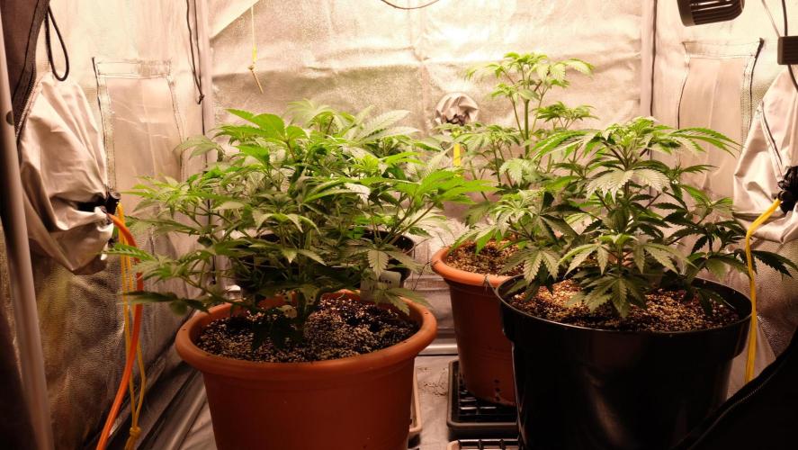 The Hippopotamus's Garden 1. Week 5