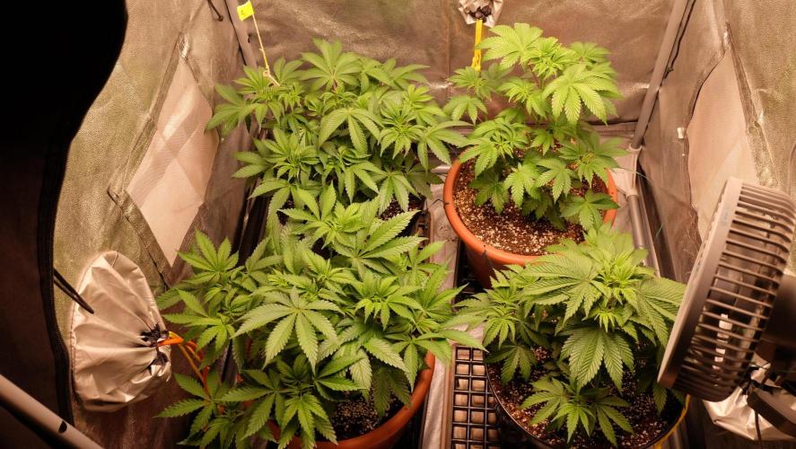 The Hippopotamus's Garden 1. Week 5