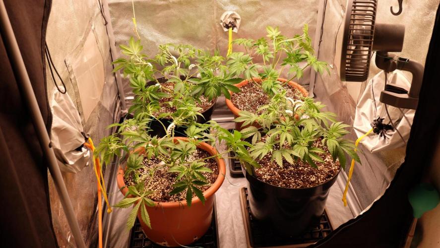 The Hippopotamus's Garden 1. Week 5