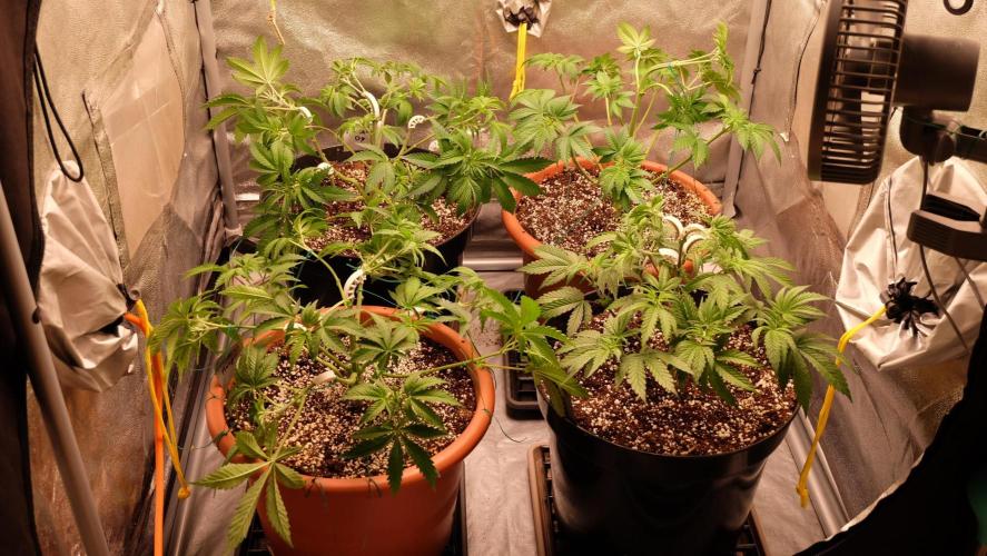 The Hippopotamus's Garden 1. Week 5