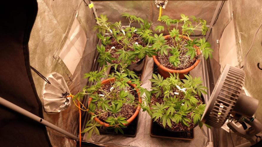 The Hippopotamus's Garden 1. Week 5