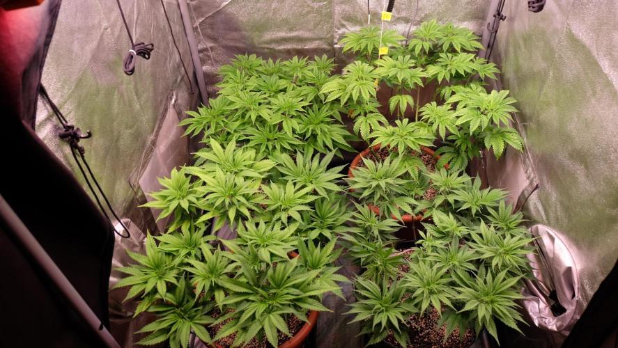 The Hippopotamus's Garden 1. Week 7