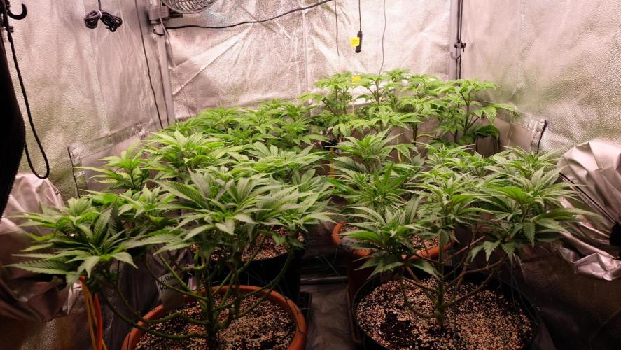 The Hippopotamus's Garden 1. Week 7