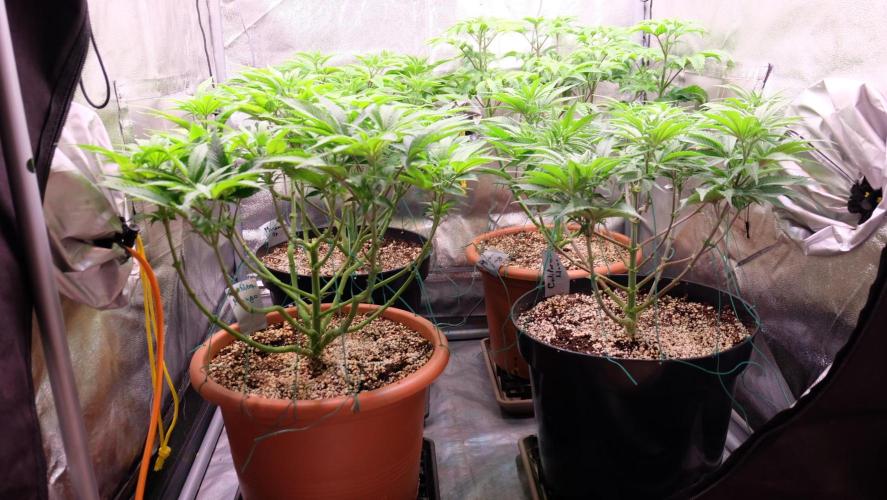 The Hippopotamus's Garden 1. Week 7