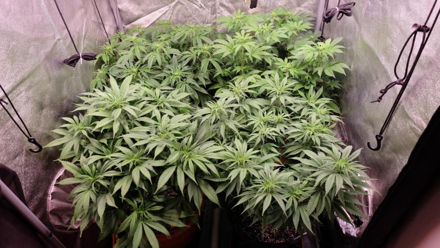 The Hippopotamus's Garden 1. Week 9