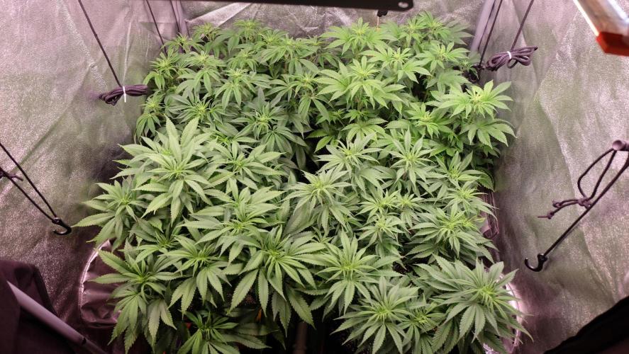 The Hippopotamus's Garden 1. Week 9