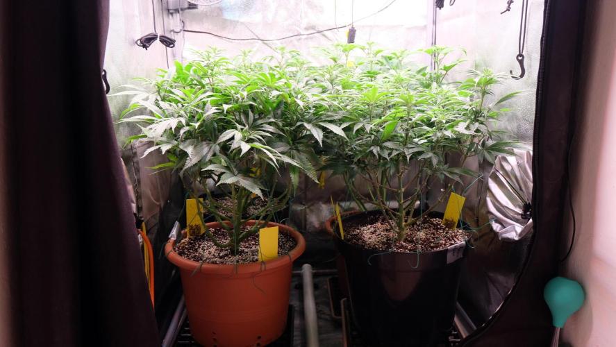 The Hippopotamus's Garden 1. Week 9