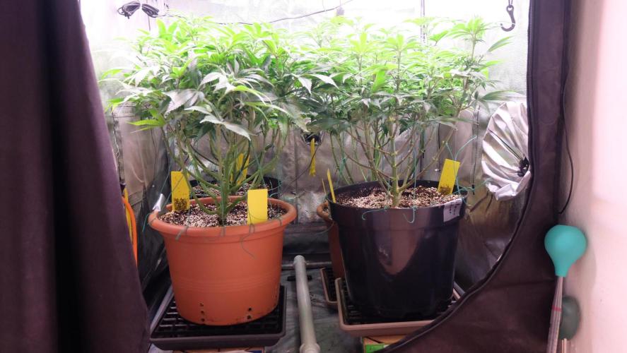 The Hippopotamus's Garden 1. Week 9