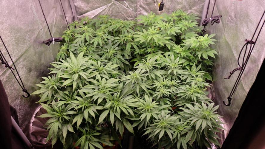 The Hippopotamus's Garden 1. Week 9