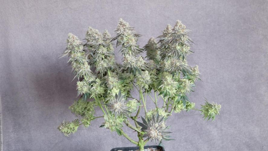 Micro Grow 1. Week 8