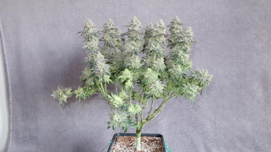 Micro Grow 1. Week 8